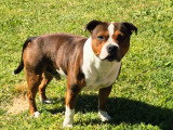 Mâle Staffordshire Bull Terrier LOF disponible pour saillie