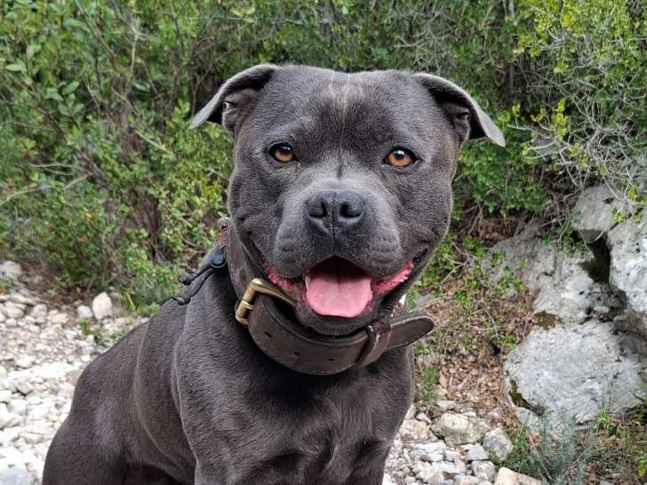 Mâle Staffordshire Bull Terrier disponible pour saillie