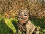 Mâle Staffordshire Bull Terrier disponible pour saillie