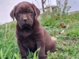 Chiots Labrador chocolat LOF à vendre