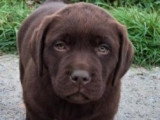 Chiots Labrador chocolat LOF à vendre