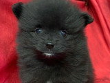 4 chiots Spitz Allemand non LOF nés en janvier 2026 à vendre
