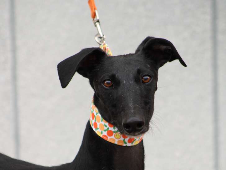 Flora, jeune femelle Galgo Espagnol à adopter en association
