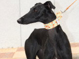 Flora, jeune femelle Galgo Espagnol à adopter en association