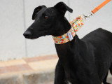 Flora, jeune femelle Galgo Espagnol à adopter en association