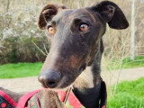Lebra, femelle Galgo Espagnol à adopter en association