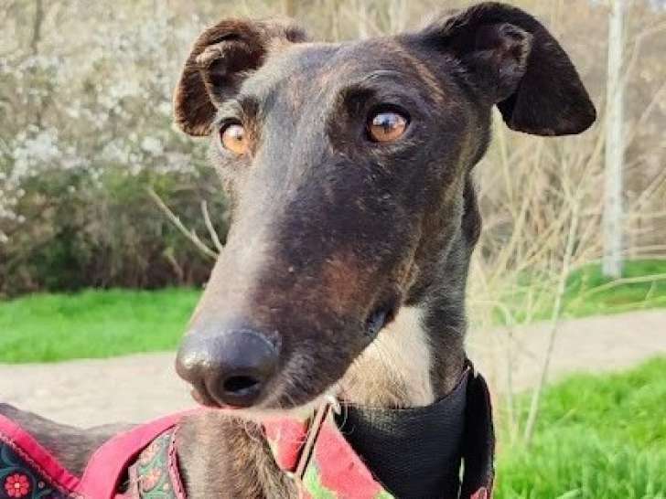 Lebra, femelle Galgo Espagnol à adopter en association