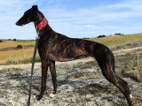 Lebra, femelle Galgo Espagnol à adopter en association