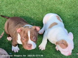 Chiots American Bully pocket à vendre