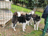 Donne deux chiens Akita Américain