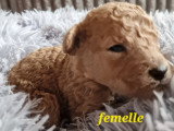 Magnifique chiots Caniche Nain à vendre