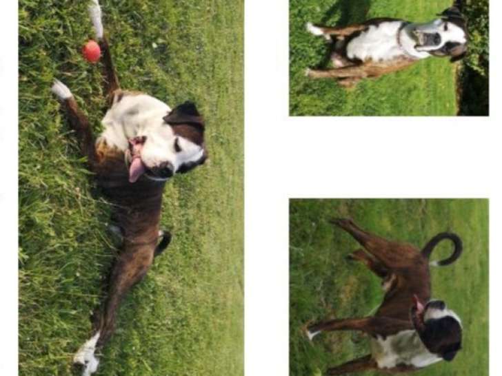 Recherche femelle Boxer pour reproduction