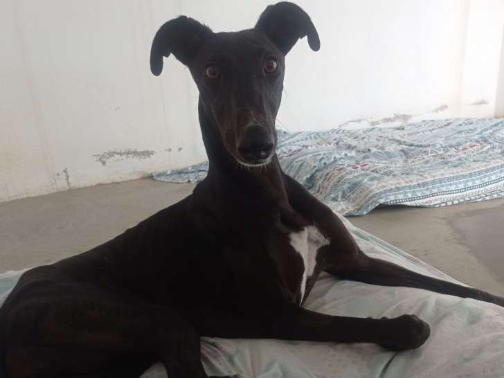 Rasmia, douce Galga Espagnole à adopter en association