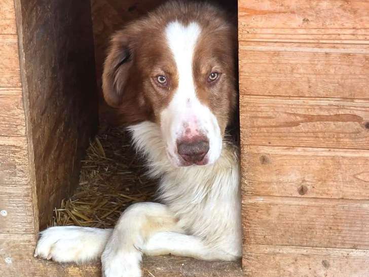 Urgence : Lior, chien à adopter en association