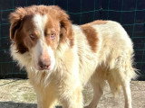 Urgence : Lior, chien à adopter en association