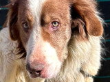 Urgence : Lior, chien à adopter en association