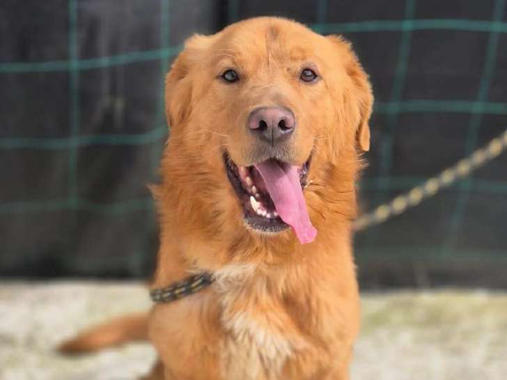 Amiel jeune Golden Ă adopter en association
