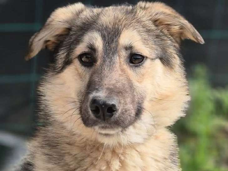 Oural, jeune Malinois à adopter en association