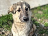 Oural, jeune Malinois à adopter en association