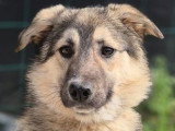 Oural, jeune Malinois à adopter en association