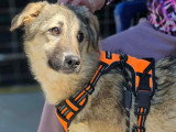 Oural, jeune Malinois à adopter en association