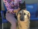 Oural, jeune Malinois à adopter en association