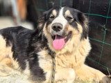 Paloma, chien à adopter en association