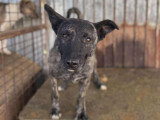 Réglisse, chien à adopter en association