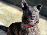 Réglisse, chien à adopter en association