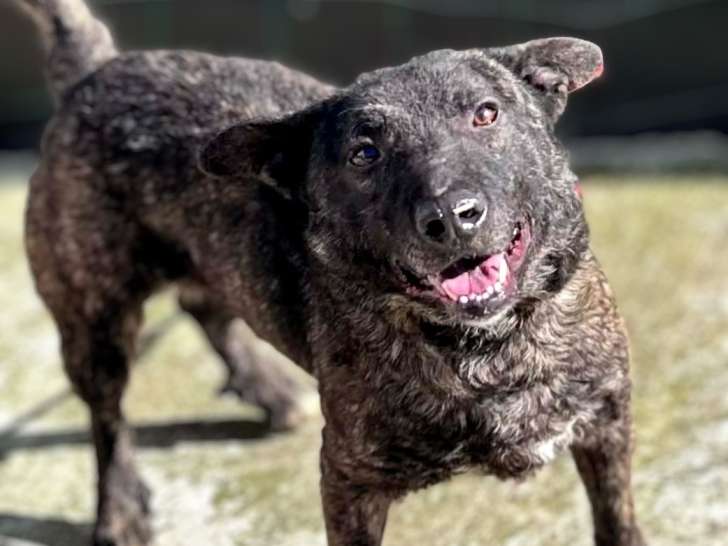 Réglisse, chien à adopter en association
