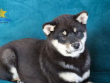2 chiots Shiba Inu à vendre, 1 mâle et 1 femelle noir et feu, nés en décembre 2025