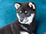 2 chiots Shiba Inu à vendre, 1 mâle et 1 femelle noir et feu, nés en décembre 2025