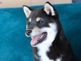 2 chiots Shiba Inu à vendre, 1 mâle et 1 femelle noir et feu, nés en décembre 2025