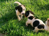 3 chiots mâles Jack Russell à réserver, 2 tricolores et 1 noir et blanc, nés en février 2026