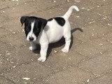 3 chiots mâles Jack Russell à réserver, 2 tricolores et 1 noir et blanc, nés en février 2026