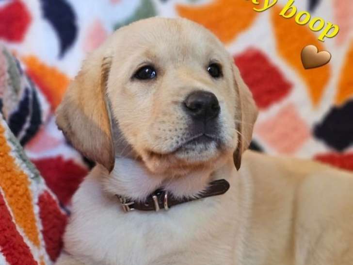 Chiot femelle Labrador sable LOF à vendre, née en janvier 2026