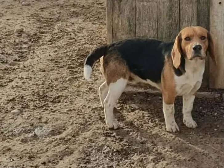 Mâle Beagle adulte à vendre, tricolore, né en mai 2024, pur race