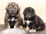 10 chiots Dogue du Tibet LOF à réserver, 5 mâles et 5 femelles, nés en janvier 2026