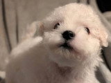 Chiot femelle Bichon Frisé à vendre, blanche, née en janvier 2026