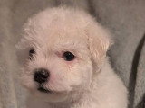 Chiot femelle Bichon Frisé à vendre, blanche, née en janvier 2026
