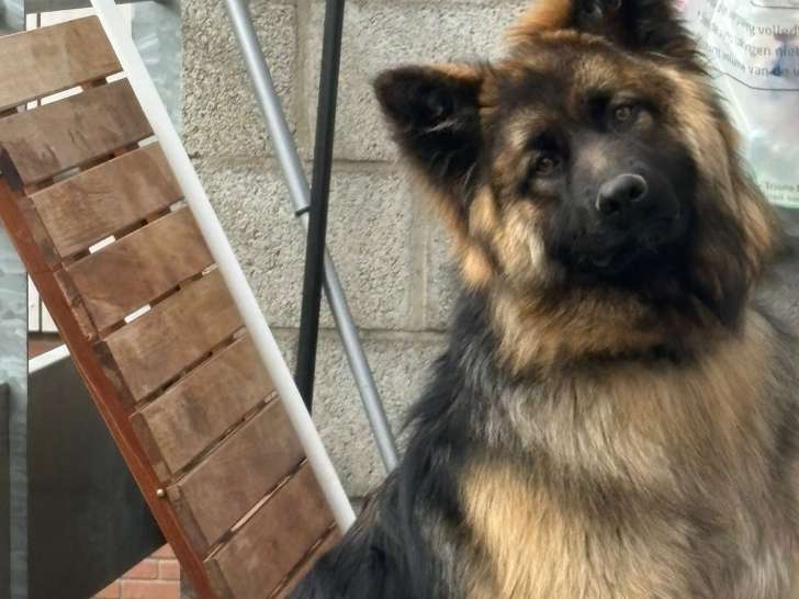 Jeune Berger Allemand à vendre