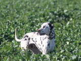 Mâle Dalmatien à vendre, né en mai 2025, joueur, affectueux, propre