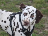 Mâle Dalmatien à vendre, né en mai 2025, joueur, affectueux, propre
