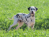 Mâle Dalmatien à vendre, né en mai 2025, joueur, affectueux, propre