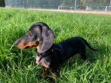 Mâle Teckel poil ras LOF à vendre, noir et feu, petit nain, né en février 2025