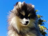 Chiot Pomsky à vendre, mâle, noir fleur de lys, né en novembre 2025