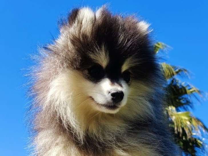 Chiot Pomsky à vendre, mâle, noir fleur de lys, né en novembre 2025