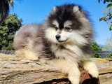 Chiot Pomsky à vendre, mâle, noir fleur de lys, né en novembre 2025