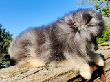 Chiot Pomsky à vendre, mâle, noir fleur de lys, né en novembre 2025
