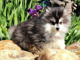 Chiot Pomsky à vendre, mâle, noir fleur de lys, né en novembre 2025